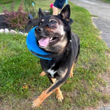 Ducky -  German Shepherd Dog Dog for Adoption in Edmonton, Alberta - Ducky | PetCurious