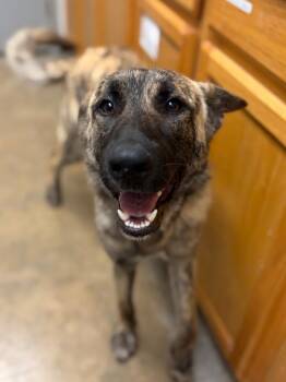 Belgian Shepherd Malinois and Mixed Breed Dogs Available for Adoption in Lockhart, Texas - Train/ Zorrillo | PetCurious