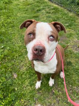 Blue Tag 2180 -  Pit Bull Terrier Dog for Adoption in Central Islip, New York - Blue Tag 2180 | PetCurious