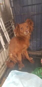 Pomeranian and Chihuahua Dogs Available for Adoption in Liberty, Missouri - Lucy **Arriving On 4/21/2026** | PetCurious