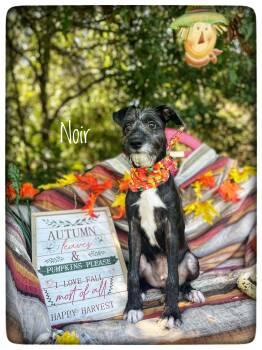 Noir -  Standard Schnauzer Dog for Adoption in Sebring, Florida - Noir | PetCurious