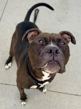 Kapone -  Mixed Breed Dog for Adoption in Cincinnati, Ohio - Kapone | PetCurious