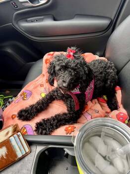 Precious -  Miniature Poodle Dog for Adoption in Nashville, Tennessee - Precious | PetCurious