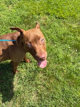 Rusty Sunbeam -  Boxer and Labrador Retriever Dog for Adoption in Andover, Massachusetts - Rusty Sunbeam | PetCurious