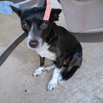 Rescue Chihuahua Dogs for Adoption in Harlingen, Texas - Maddie | PetCurious