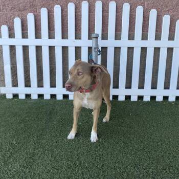 LUNA -  Catahoula Leopard Dog Dog for Adoption in Modesto, California - LUNA | PetCurious