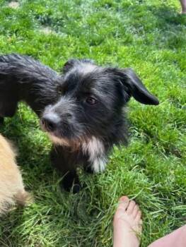 Terrier and Mixed Breed Dogs Available for Adoption in Hillsboro, Oregon - Pepe Le Pew | PetCurious