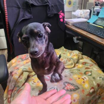 Otis -  Dachshund and Chihuahua Dog for Adoption in Evensville, Tennessee - Otis | PetCurious