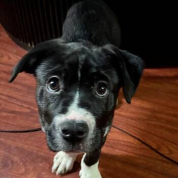 Labrador Retriever and Mixed Breed Dogs Available for Adoption in Dayton, Ohio - Anna Mae | PetCurious