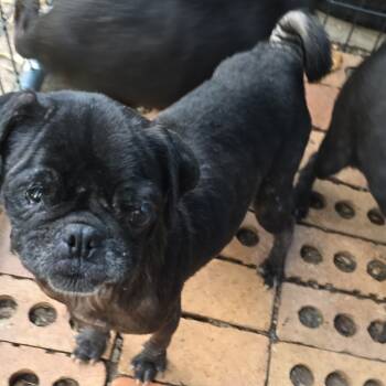 Rescue Pug Dogs for Adoption in West Islip, New York - Libby | PetCurious