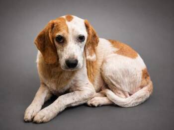 Amy -  Beagle and Mixed Breed Dog for Adoption in Bowling Green, Kentucky - Amy | PetCurious
