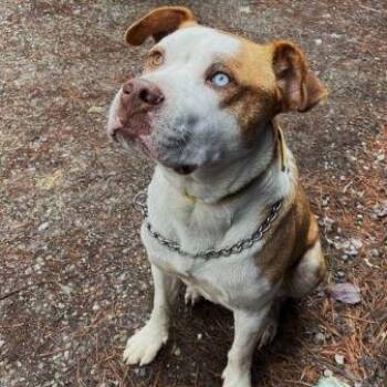 Pit Bull Terrier Dogs Available for Adoption - Cain | PetCurious