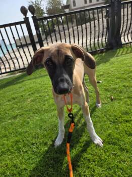 CAREY -  Saluki and Greyhound Dog for Adoption in Agoura Hills, California - CAREY | PetCurious