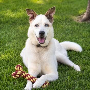 Journey -  Shepherd and Mixed Breed Dog for Adoption in Houston, Texas - Journey | PetCurious