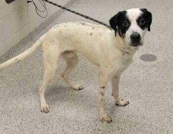 Dewey -  Mixed Breed Dog for Adoption in Kansas City, Missouri - Dewey | PetCurious