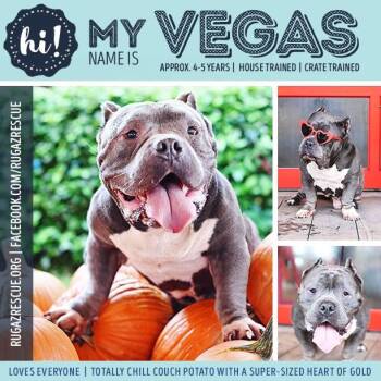 Vegas -  American Bully Dog for Adoption in NEW PT RICHEY, Florida - Vegas | PetCurious