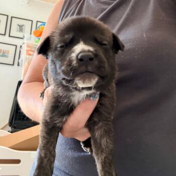 Atlanta -  English Bulldog Dog for Adoption in Sacramento, California - Atlanta | PetCurious