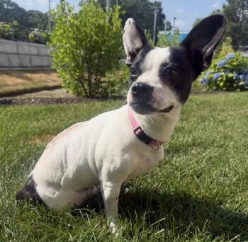 Strudel -  Boston Terrier Dog for Adoption in Foster, Rhode Island - Strudel | PetCurious