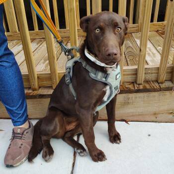 Doberman Pinscher and Catahoula Leopard Dog Dogs Available for Adoption in Beulaville, North Carolina - Poppy | PetCurious