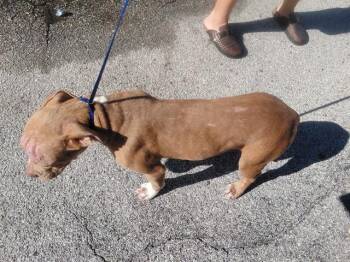 JELLY -  Staffordshire Bull Terrier and Mixed Breed Dog for Adoption in St. Cloud, Florida - JELLY | PetCurious
