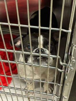 Princess (Patches) Buttercup _ XXXX FL -  Boston Terrier and American Bulldog Dog for Adoption in Maryville, Tennessee - Princess (Patches) Buttercup _ XXXX FL | PetCurious