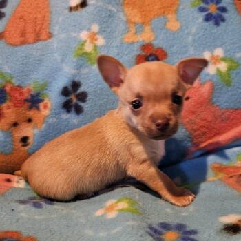 Rescue Chihuahua Dogs for Adoption in Normal, Illinois - Bambi | PetCurious