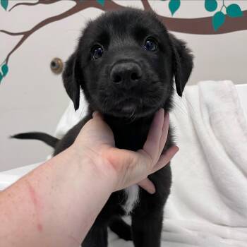 Yahoo -  Australian Shepherd and Belgian Shepherd Malinois Dog for Adoption in West Jefferson, Ohio - Yahoo | PetCurious