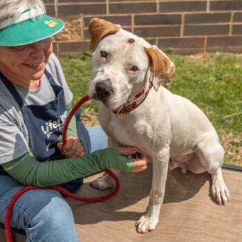 Rescue Mixed Breed Dogs for Adoption in Chamblee, Georgia - Maker | PetCurious