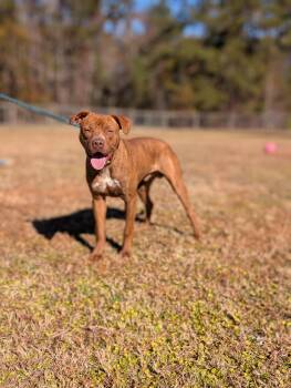 Pit Bull Terrier Dogs Available for Adoption - Ham **Courtesy Post. Out Of Town Pet. See Below For Details** | PetCurious