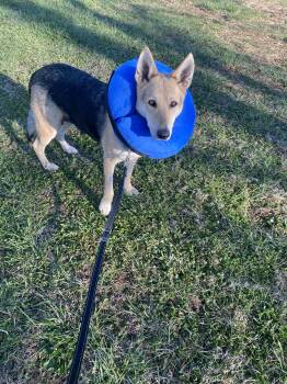 German Shepherd Dog Dogs Available for Adoption in Wantagh, New York - Ginger (fka Mabel) - Urgent Foster Or Adopter | PetCurious