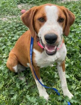 Little Ann -  Mixed Breed Dog for Adoption in Polson, Montana - Little Ann | PetCurious