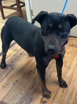 Rescue Staffordshire Bull Terrier and Labrador Retriever Dogs for Adoption in Fayetteville, Tennessee - Coco | PetCurious