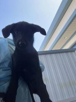 Willow Osteria -  Flat Coated Retriever and German Shepherd Dog Dog for Adoption in Fresno, California - Willow Osteria | PetCurious