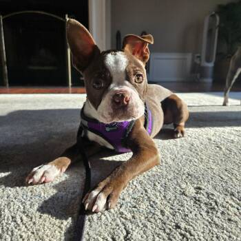 Boston Terrier Dogs Available for Adoption in Glocester, Rhode Island - Fenway | PetCurious