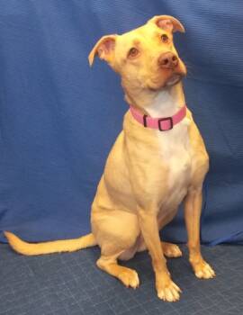 Rescue Labrador Retriever and Mixed Breed Dogs for Adoption in Baraboo, Wisconsin - Nena | PetCurious