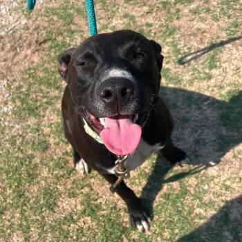 West -  Mixed Breed Dog for Adoption in Pauls Valley, Oklahoma - West | PetCurious