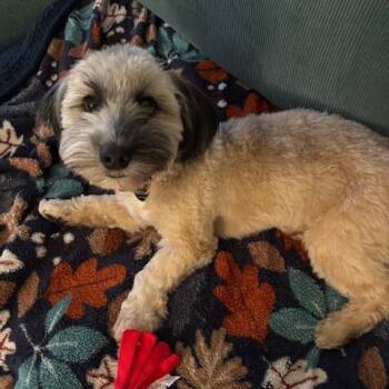 Terrier and Mixed Breed Dogs Available for Adoption in New York, New York - Elm | PetCurious