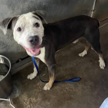 Heath -  Pit Bull Terrier Dog for Adoption in Edinburg, Texas - Heath | PetCurious
