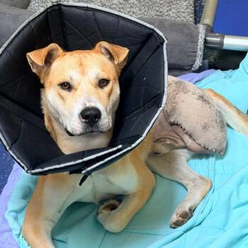 Rexx -  Shepherd and Mixed Breed Dog for Adoption in Newark, New Jersey - Rexx | PetCurious