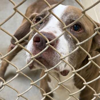 Smokey -  Terrier and Mixed Breed Dog for Adoption in Palestine, Texas - Smokey | PetCurious