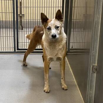 A612143 -  Australian Cattle Dog Blue Heeler Dog for Adoption in Modesto, California - A612143 | PetCurious