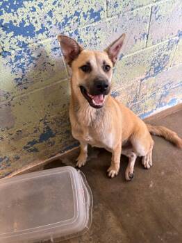 Stroh -  Black Mouth Cur and Anatolian Shepherd Dog for Adoption in Lockhart, Texas - Stroh | PetCurious