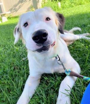 Herbie -  Flat Coated Retriever and Mixed Breed Dog for Adoption in Morristown, New Jersey - Herbie | PetCurious