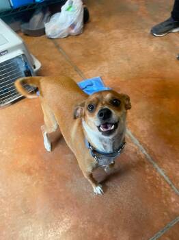Tobie -  Chihuahua and Jack Russell Terrier Dog for Adoption in Bolivar, Missouri - Tobie | PetCurious