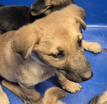 Calliope - WAITING FOR HER FOREVER HOME -  Shepherd Dog for Adoption in Thousand Oaks, California - Calliope - WAITING FOR HER FOREVER HOME | PetCurious