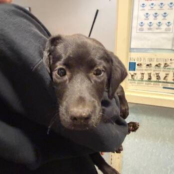 Raven -  Mixed Breed Dog for Adoption in Chattanooga, Tennessee - Raven | PetCurious