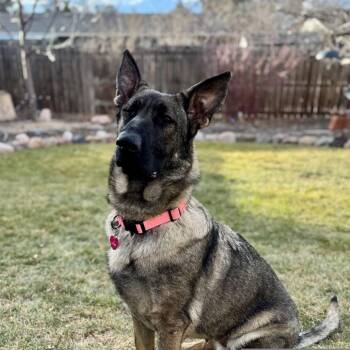 German Shepherd Dog Dogs Available for Adoption - Hazal | PetCurious