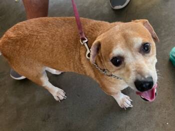Rescue Terrier and Mixed Breed Dogs for Adoption in Honolulu, Hawaii - Jack | PetCurious