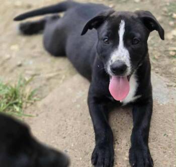 Rescue Catahoula Leopard Dog Dogs for Adoption in Brookshire, Texas - Miss Gladden | PetCurious