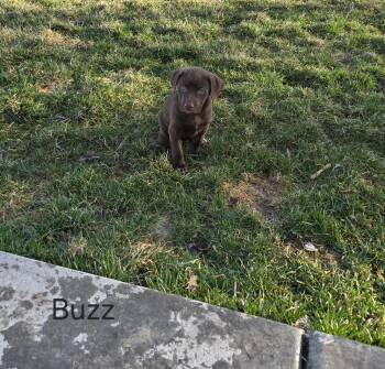 Labrador Retriever Dogs Available for Adoption - Buzz | PetCurious